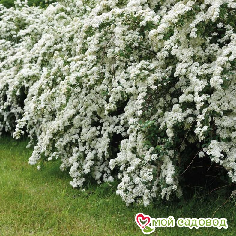Спирея "Аргута"