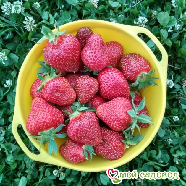 Клубника Дукат ранний