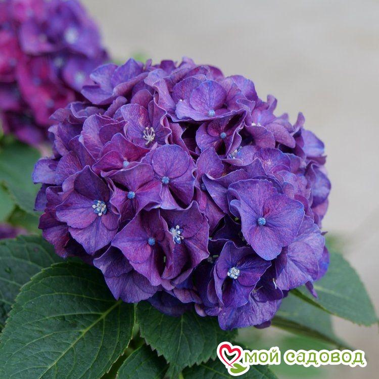 Гортензия крупнолистная Фиолетовая