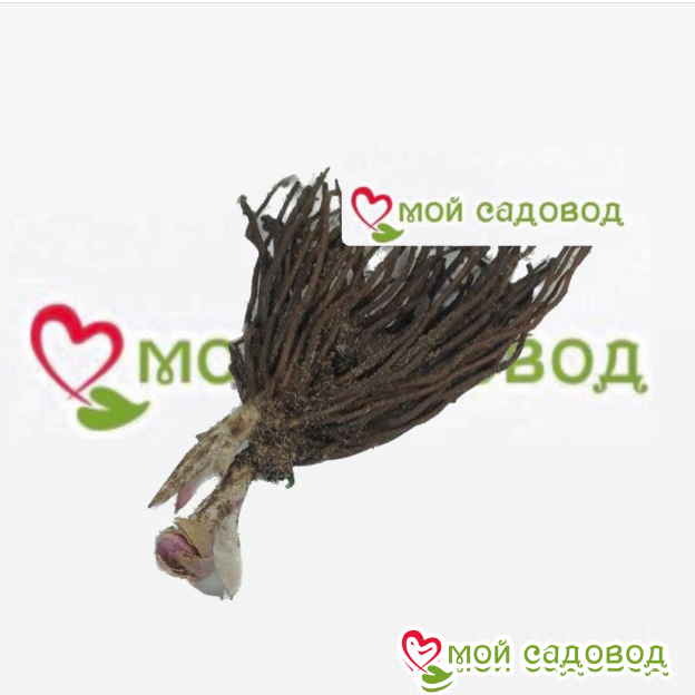 Морозник Фрости Квин